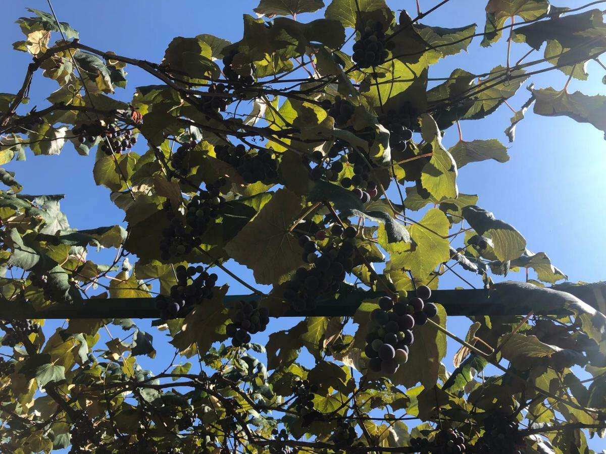 Готель Kiwi Піцунда Екстер'єр фото